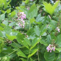 <i>Pongamia pinnata</i>  (L.) Pierre